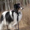 Explorer Classic Collars