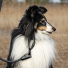 Explorer Classic Collars