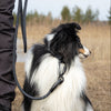 Explorer Classic Collars
