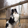 Explorer Classic Collars