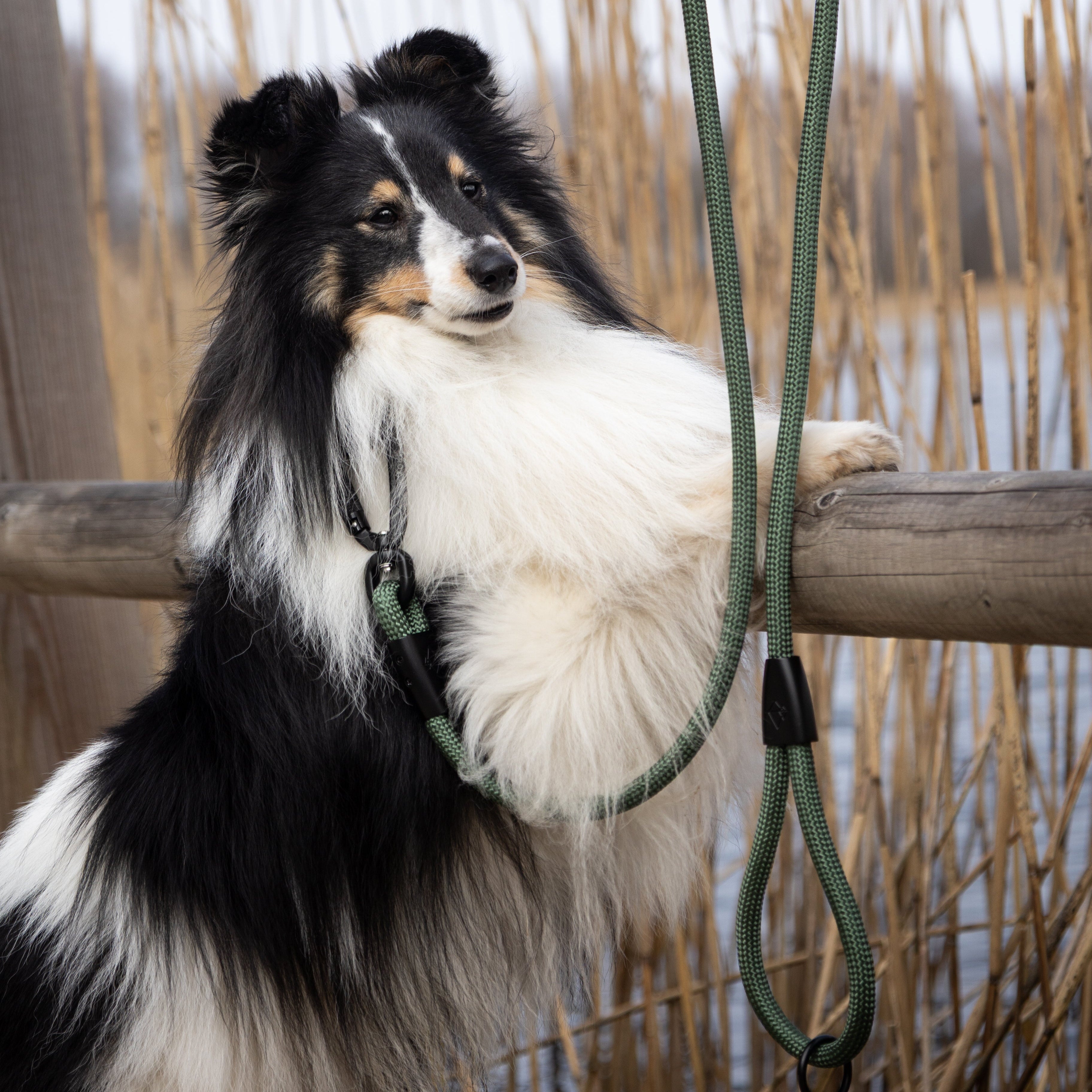Explorer Leash