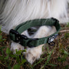 Explorer Classic Collars