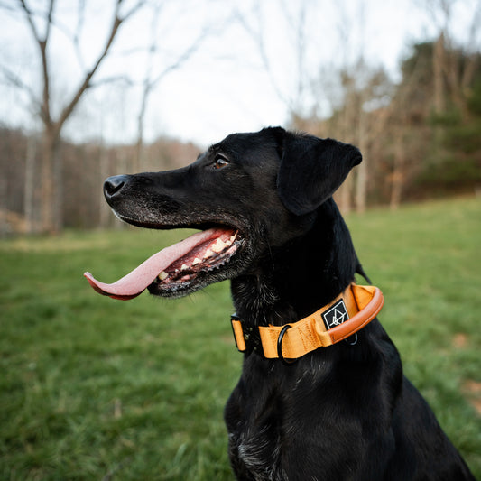 Explorer Control Collar - Michigan Autumn