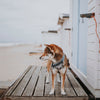 Everyday Collar 2 -  - Made To Roam