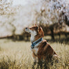 Everyday Collar 2 -  - Made To Roam