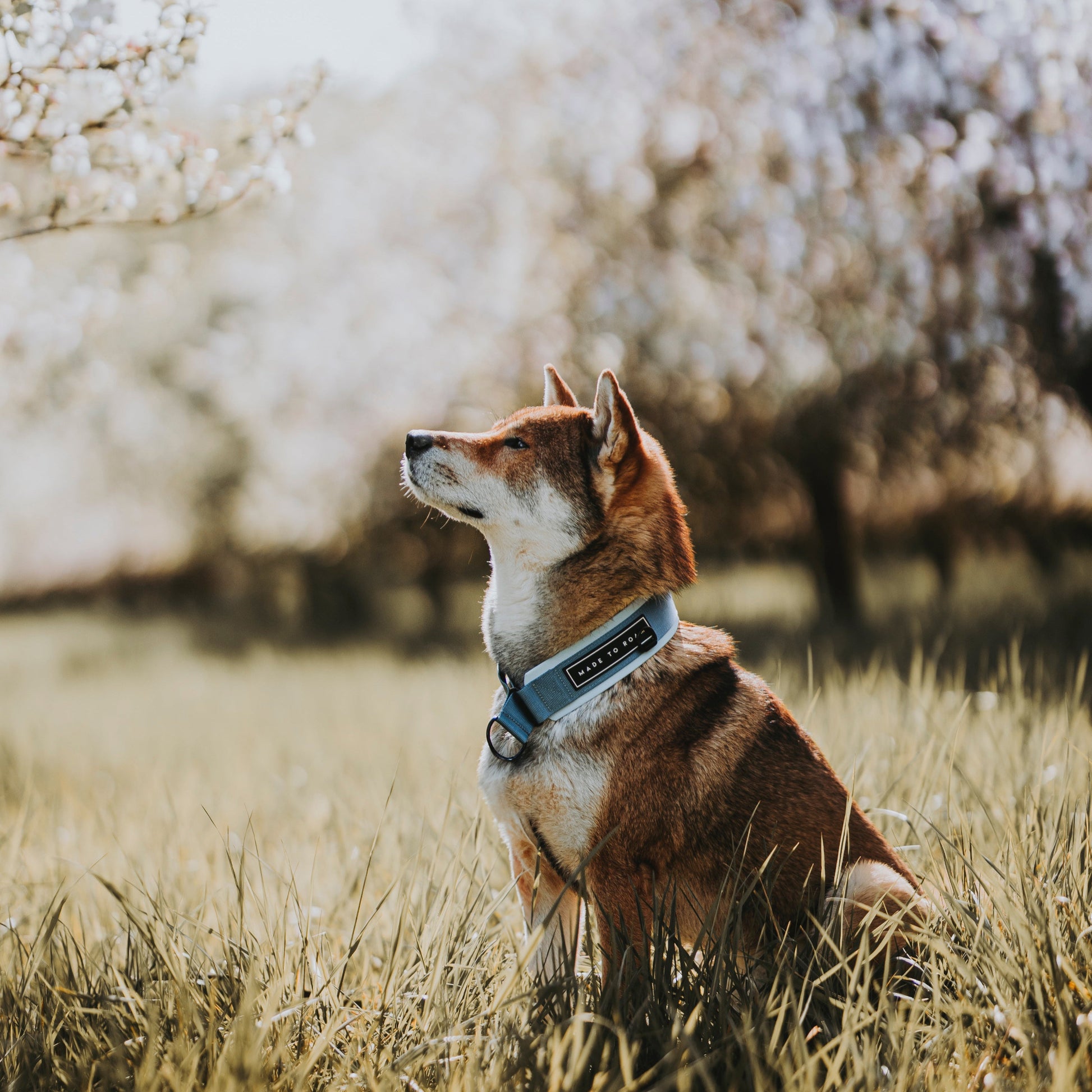 Everyday Collar 2 -  - Made To Roam