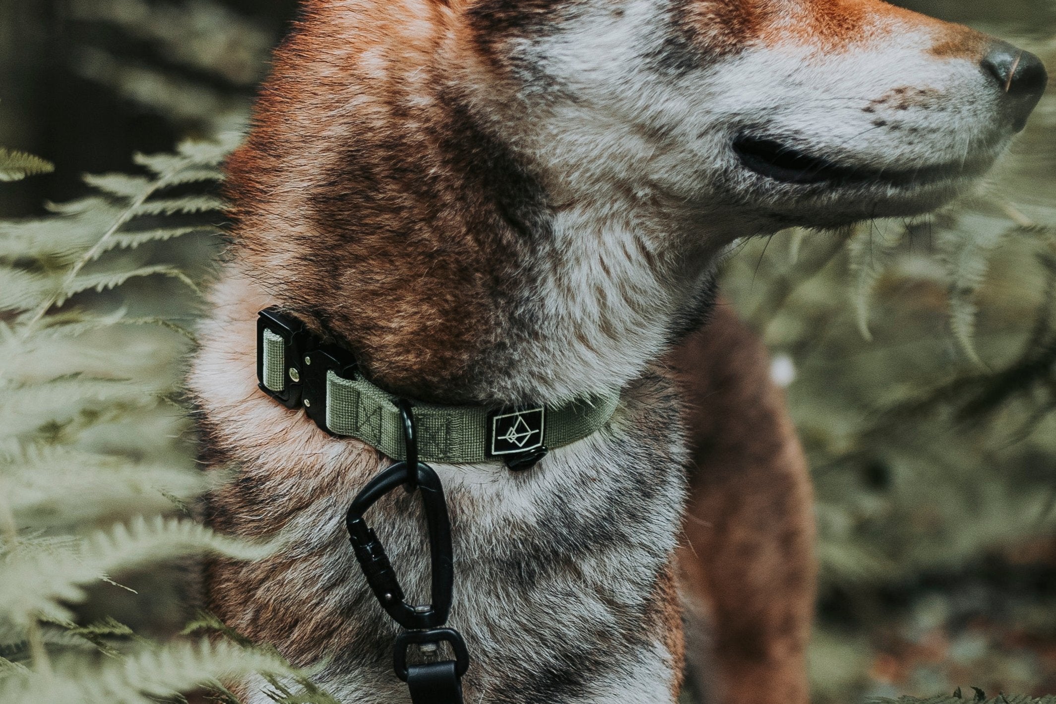 Explorer dog collar hotsell