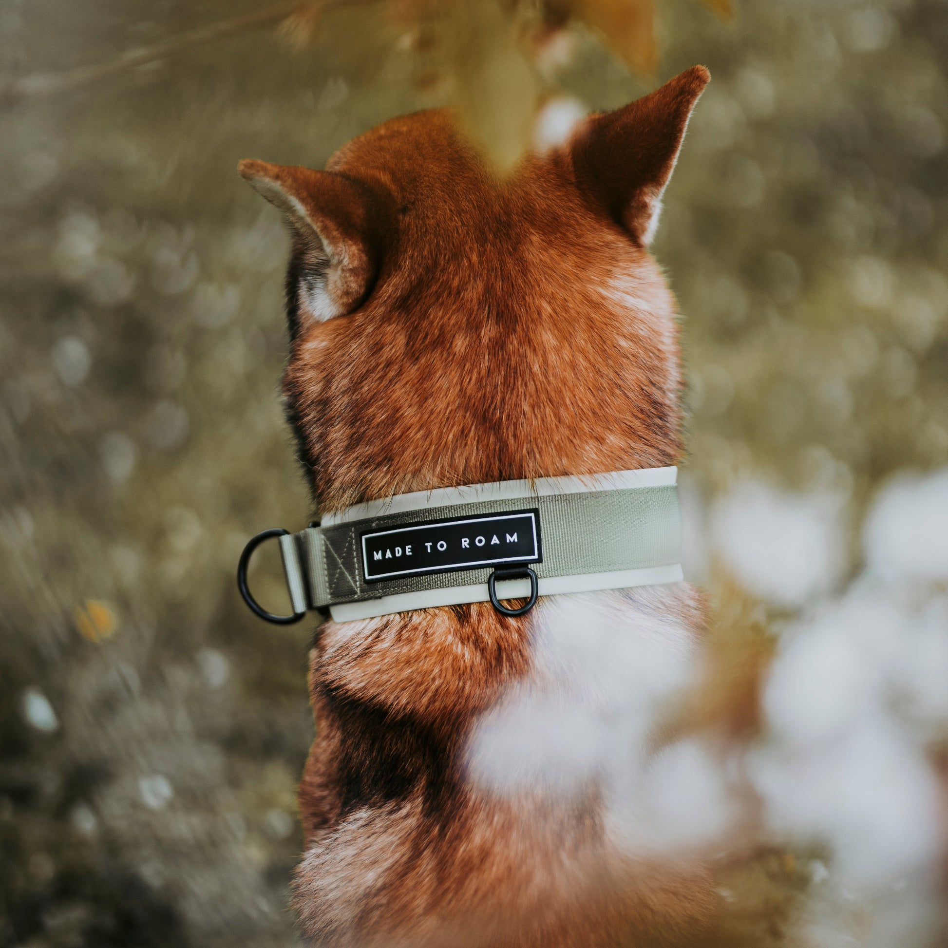Everyday Collar 2 -  - Made To Roam