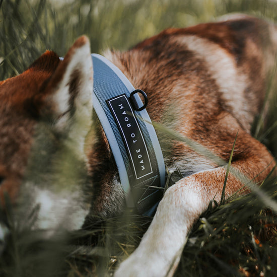 Everyday Collar 2 -  - Made To Roam