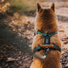 Explorer Harness - Maine Marina