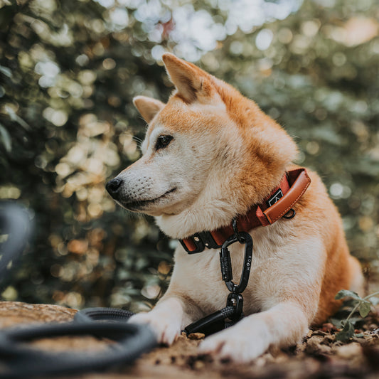 Explorer Control Collar - Texas Flair