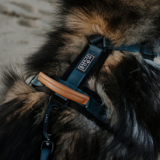 Explorer Harness - Colorado Nightsky