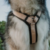 Explorer Harness