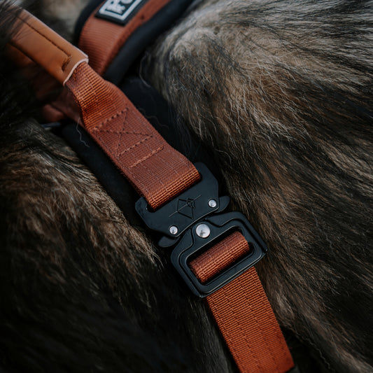 Explorer Harness - Arizona Heartbeat