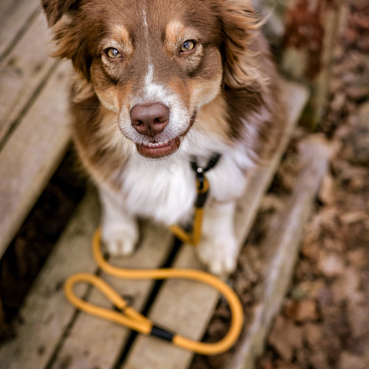 Explorer Leash - Michigan Autumn