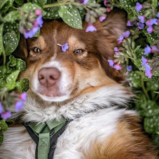 Explorer Harness - Oregon Haze