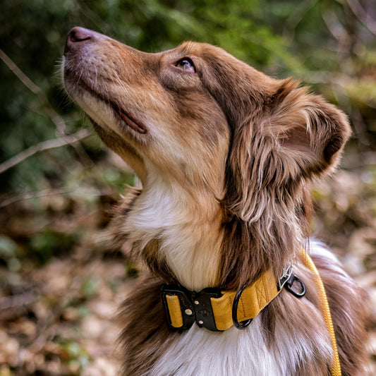 Explorer Classic Collar - Michigan Autumn