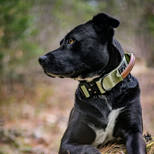 Explorer Control Collar - Washington Rain