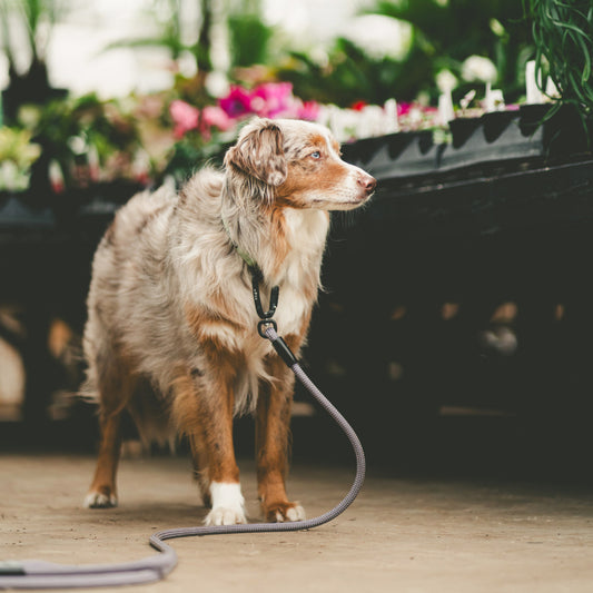 Explorer Leash - Montana Moonrise