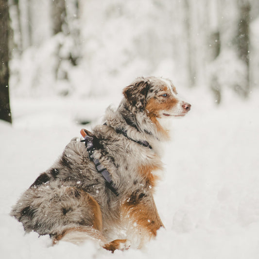 Explorer Harness - Montana Moonrise