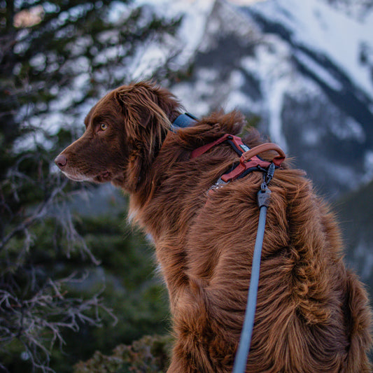 Explorer Leash - California Horizon