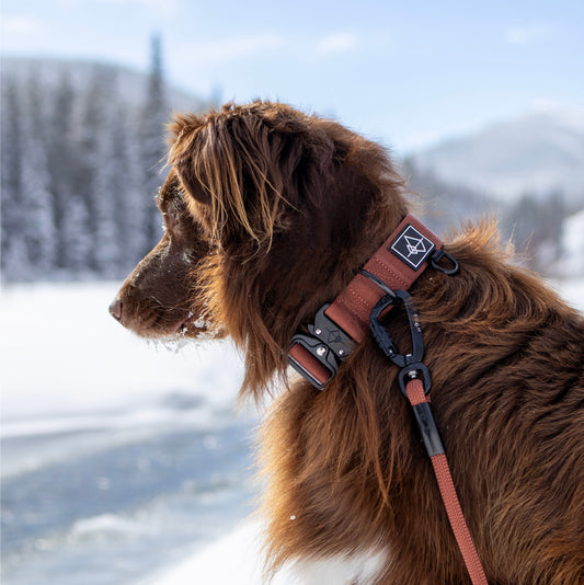 Explorer Classic Collar - Arizona Heartbeat